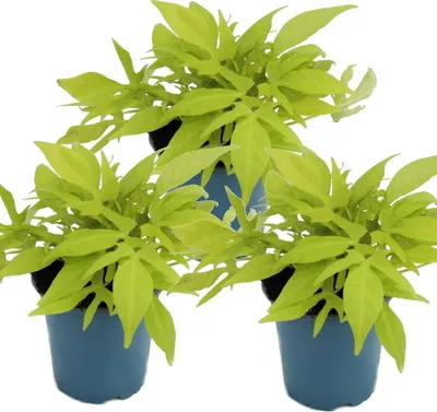 Obrázok produktu pre Sladké zemiaky - záhonová a balkónová rastlina - Ipomoea batatas - 12 cm - sada 3 rastlín - svetlozelená