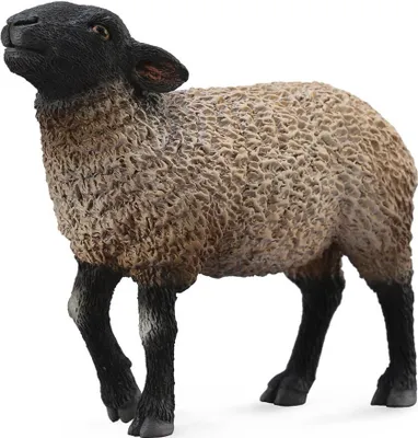 Image de COLLECTA Suffolk - (M)