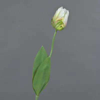 Produktbild von artplants.de Künstliche Papageientulpe Uakari, weiß-grün, 65cm, Ø6cm - Kunst Papageientulpe