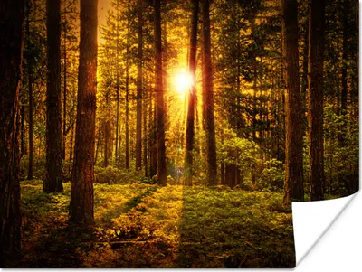Produktbild von MuchoWow® Poster Wald - Sonne - Bäume - Natur - Sonnenuntergang 80x60 cm - Kunst für zu Hause