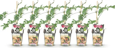 Produktbild von GreenboutiQ - Obstpflanzen - Immergrüne Brombeere - Rubus Thornless Evergreen - Winterhart - 6 Pflanzen - Topf 9 cm - Schwarze Brombeere