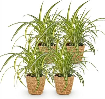 Obrázek produktu pro Chlorophytum comosum Variegatum, sada 4 pokojových rostlin včetně přírodního košíku
