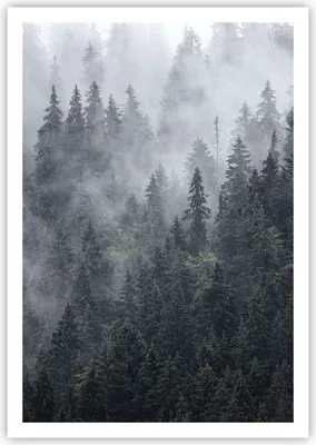 Produktbild von Poster - Poster ohne Rahmen - Wald Baum Natur - 70x100 cm - Wand Bild - Wanddeko - Wandbilder - Kunstposter - Wandposter - Bilder - Kunstdruck - Wanddekoration - Wandbild - P2XPA70x100-4074