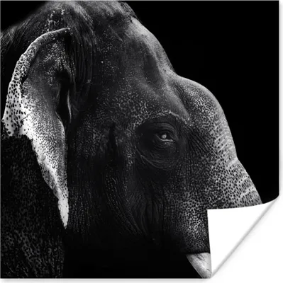 Produktbild von MuchoWow® Poster Elefant auf schwarzem Hintergrund in schwarz und weiß 100x100 cm - Babyzimmer