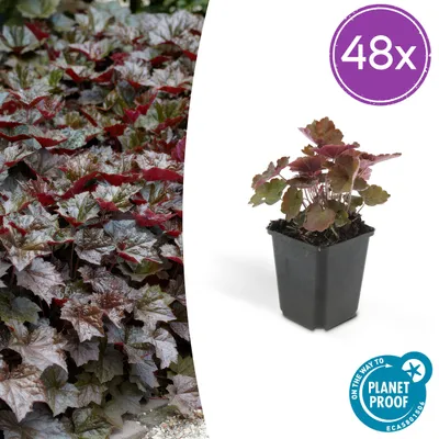 Image de Heuchera mic. Palace Purple' | 48 pièces - 10-25cm - Ø9cm - Plante de jardin