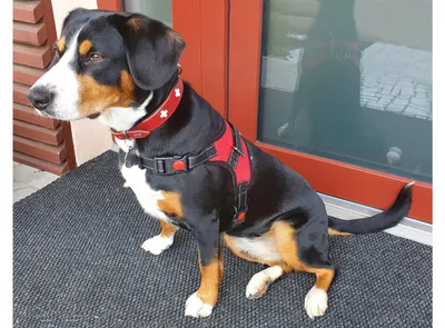 Imagen del producto de Arnés para perros Merco, color negro, talla S
