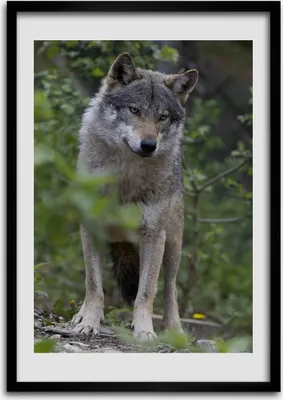 Produktbild von Bild - Bilderrahmen - Foto - 70 cm x 100 cm - MDF - Rahmen - Wandkunst - Ein Wolf im Wald