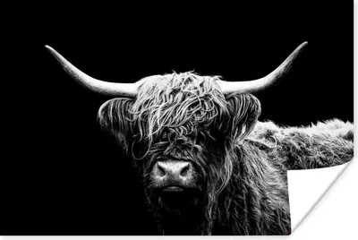 Produktbild von MuchoWow® Poster Schottischer Highlander - Kuh - Schwarz - Weiß - Tiere 60x40 cm - Schlafzimmerdekoration