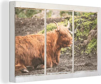 Produktbild von OneMillionCanvasses® - Leinwandbilder - 150x100 cm, Schottische Hochlandrind - Ansicht - Natur, - Geöffnetes Fenster - Fensterblick Hochland Rind - Tier Wanddekoration - Hochland Rind - Kuh - Gemälde auf Holzrahmen