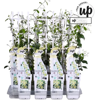 Image de Trachelospermum jasminoides 60-70 cm Jasmin étoilé de Toscane