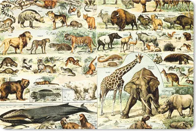 Produktbild von MuchoWow® Schreibtischunterlage Tiere - Giraffe - Löwe 60x40 cm - XXL Mauspad - Großes Mauspad