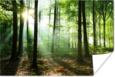 Produktbild von MuchoWow® Poster Wald - Sonne - Laub 60x40 cm - Schlafzimmerdekoration
