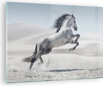 Produktbild von Bilder auf glas - Pferd Tier Natur - 70x50cm - Glasbilder - Wandbilder - Kunstdruck - zum Aufhängen bereit - Wanddekoration aus Glas - Glas Bilder - Wandbild auf Glas - Einteilig - GAA70x50-3644
