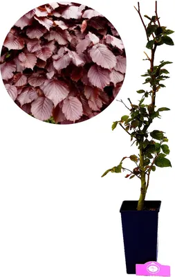 Image de Fagus sylvatica 'Atropunicea' haie de hêtres cuivrés Pot de 3L