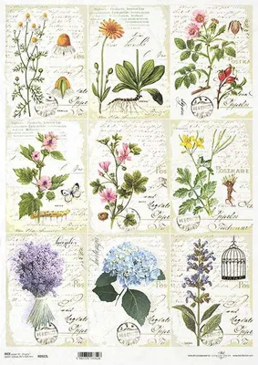 Immagine prodotto di ITD carta di riso per decoupage carta artigianale A3 erbe, erbario 922L