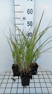 Produktbild von 6 x Miscanthus sin. 'Silberfeder' - Chinaschilf - Topf 9 x 9 cm
