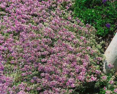 Produktbild von Thymus x citriodorus 'Lammefjord', Zitronenthymian, aromatisch, ca. 9x9 cm Topf