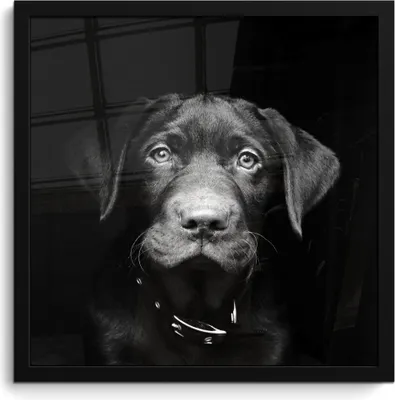 Produktbild von MuchoWow® MuchoWow® Gerahmtes Poster Tierprofil Hund in schwarz und weiß 40x40 cm - Poster mit zchwarzem Bilderrahmen - Mit Rahmen - Wanddekoration Schlafzimmer