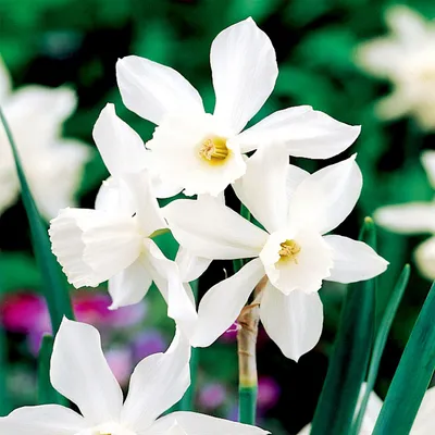 Zdjęcie produktu dla Narcyz Botaniczny Thalia 5 szt. Narcyzy Cebulki Cebule Kwiatowe