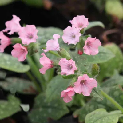 Produktbild von 6 x Großgeflecktes Lungenkraut - Pulmonaria saccharara 'Dora Bielefeld' - Topf 9cm x 9cm