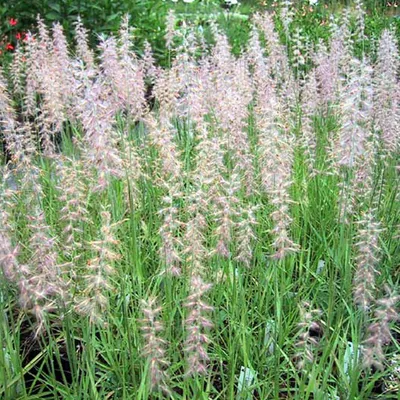Obrázek produktu pro 6 x Jemná pýřitá tráva - Pennisetum orientale | květináč 9cm x 9cm