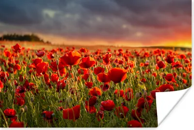 Produktbild von MuchoWow® Poster Sonnenuntergang - Mohnblumen - Rot - Blumen - Feld - Natur 90x60 cm - Schlafzimmer