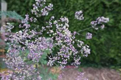 Produktbild von 6 x  Thalictrum hybr. 'Elin' - Wiesenraute - Topf 9 x 9 cm