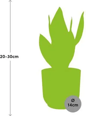 Obrázok produktu pre Konope miskovité Sansevieria Futura Superba - Tchynin jazyk izbová rastlina vrátane dekoratívneho kvetináča Vibes Fold Pink Ø14cm - Jednoduchá starostlivosť a čistenie vzduchu - Do spálne, obývačky a kancelárie