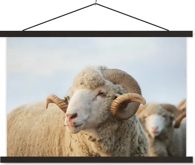 Produktbild von MuchoWow® Textilposter Schafe - Widder - Hörner 150x100 cm mit schwarzem Rahmen - Schlafzimmer