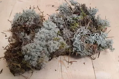 Productafbeelding van Herfst decoratie zilvermos in bakje Warentuin Natuurlijk