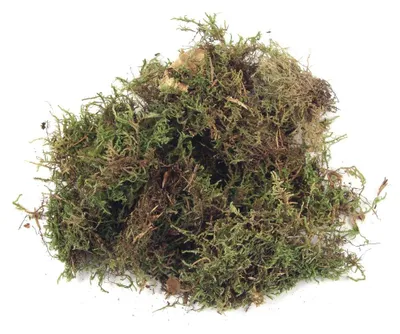 Imagen del producto de Plancha de espuma seca, 100 gramos