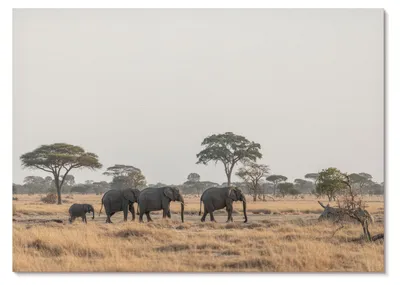 Produktbild von POSTER - 42x29 cm (A3) - Ivara - Elefanten in der afrikanischen Savanne zwischen den Bäumen - Wandbild für Wohnzimmer Schlafzimmer & Flur, Modernes Poster Wanddeko, Ungerahmt