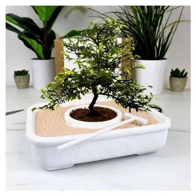 Produktbild von Bonsai-Set mit Lernfunktion für den Bonsai-Anbau