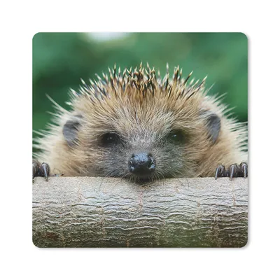 Produktbild von MuchoWow® Mauspad Mousepad Igel - Wald - Baumstamm 30x30 cm - Mousepads - Maus Mat - Pad - Mausunterlage - Gaming