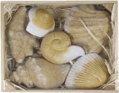 Produktbild von Deko Muschel Set in Holzkiste Maritime Deko