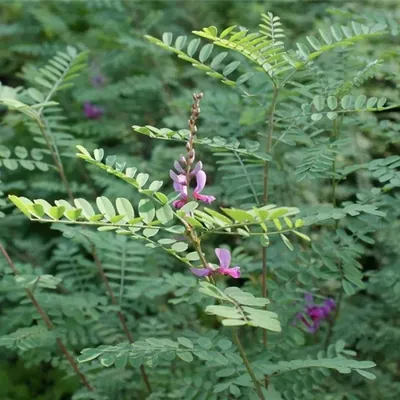 Produktbild von Indigofera dosua - Falscher Indigostrauch - Indigopalme  40-60
