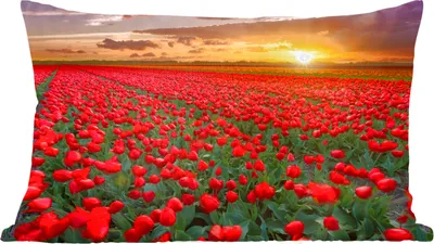 Produktbild von MuchoWow® Zierkissen Sofakissen Wohnzimmer Dekokissen 60x40 cm Tulpenfeld und Sonnenuntergang - Kopfkissen - Polster mit Foto