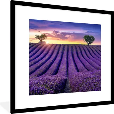 Produktbild von MuchoWow® Gerahmtes Poster Lavendel - Hügel - Sonnenuntergang - Bpmen - Lila 40x40 cm - Poster mit Schwarzem Bilderrahmen Wandposter Rahmen Foto Bilder - Poster - Plakat im Rahmen