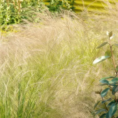 Obrázek produktu pro Stipa tenuissima ‘Ponytails’ 24 rostlin, výška 10 - 25cm, prumer 9cm, okrasná