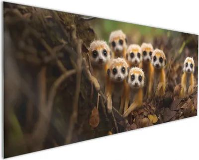 Produktbild von Wallario Küchenrückwand aus Glas, Größe: 125 x 50 cm, Motiv: Neugierige Erdmännchen | Spritzschutz | abwischbar | pflegeleicht | in