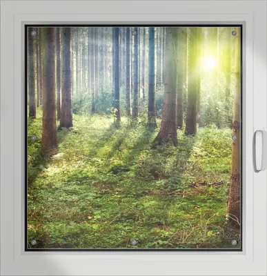 Produktbild von Wallario Lichtschutzbild, Dekorativer Sichtschutz Sonnenschutz 96 x 100 cm mit Motiv: Sonnenuntergang im Wald zwischen den Bäumen - Verdunklung ohne Bohren