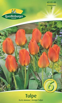 Artikelbild 2 von 'Tulpe botanisch Elite (6 Stück)' aus der Kategorie Tulpenzwiebeln