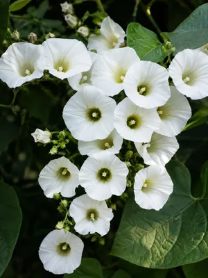 Produktbild von SaatPilot Ipomoea corymbosa 50 Samen Ololiuhqui