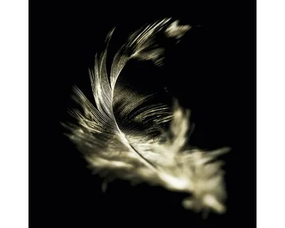 Produktbild von Glasbild The feather GLA2363 20x20 cm