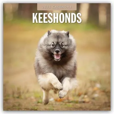 Produktbild von Keeshonds - Wolfsspitz 2025 - 16-Monatskalender