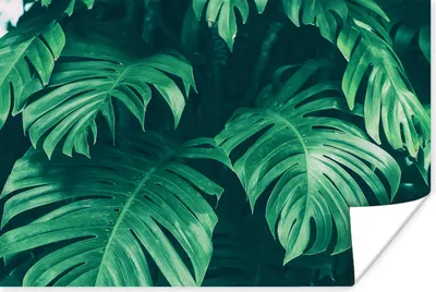 Produktbild von MuchoWow® Poster Monstera - Blätter - Pflanzen - Dschungel - Natur 120x80 cm - Bilder