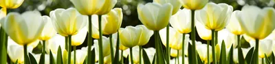 Obrázek produktu pro Fototapeta do kuchyně - Bílé tulipány 260 x 60 cm - Samolepicí fólie