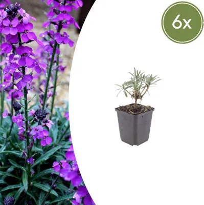 Zdjęcie produktu dla Erysimum 'Bowles' Mauve' | 6 sztuk - 10-25cm - Ø9cm - Roślina ogrodowa