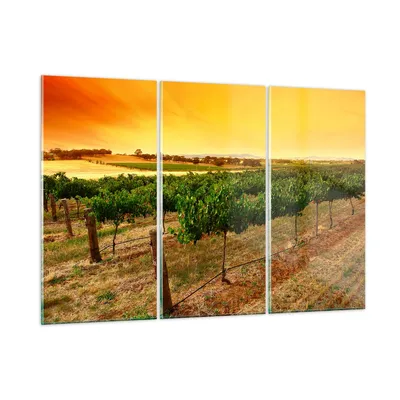 Produktbild von Bilder auf glas - Landschaft Weinberg Sonnenuntergang - 165x110cm - Glasbilder - Wandbilder - Kunstdruck - Wanddekoration aus Glas - Glas Bilder - Wandbild auf Glas - GCE165x110-0116