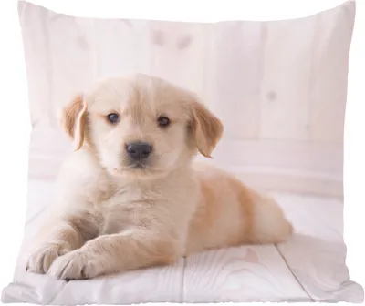 Produktbild von MuchoWow® Zierkissen Sofakissen Wohnzimmer Dekokissen 50x50 cm Weißer Golden Retriever Welpe - Komfort - Sofakissen